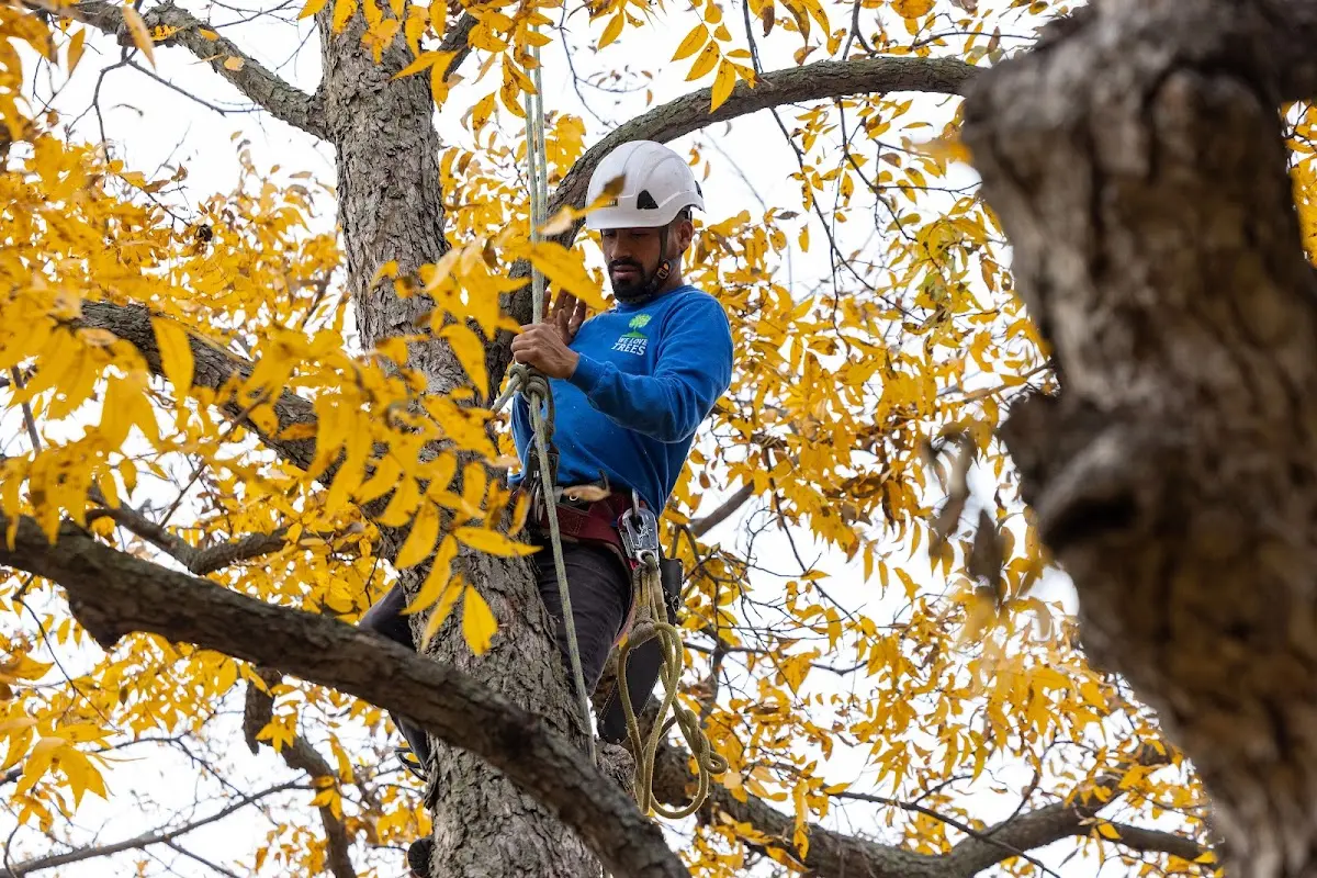 Skilled Tree Planing crew working in Eaton